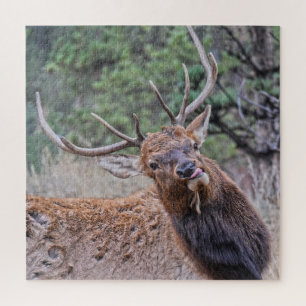 Quebra-cabeça Touro De Elk Saindo De Sua Língua