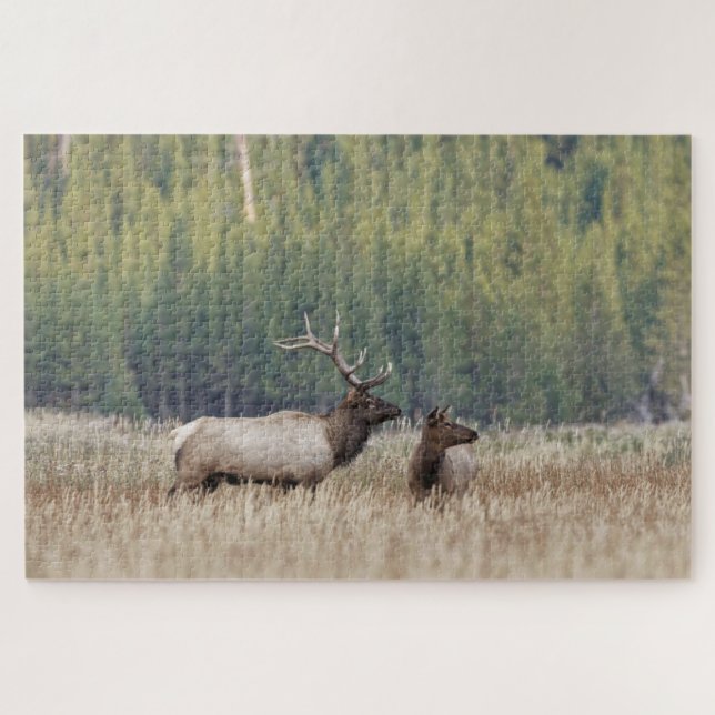 Quebra-cabeça Touro Elk em Meadow | Parque Nacional Yellowstone (Horizontal)