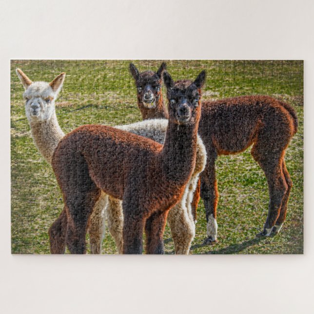 Quebra-cabeça Três Amigos Alpacas (Horizontal)
