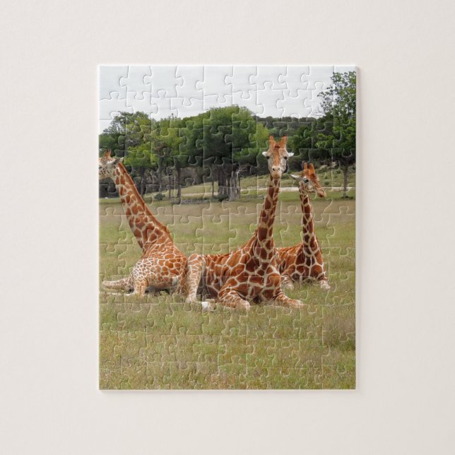 Quebra-cabeça Três girafas no Fossil Rim (Vertical)