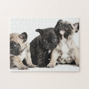 Quebra-cabeça Três Pug Puppies