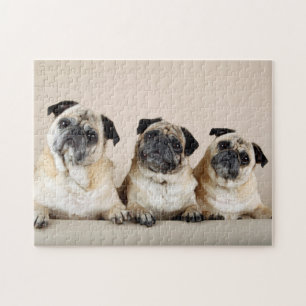 Quebra-cabeça Três Pugs Em Uma Linha