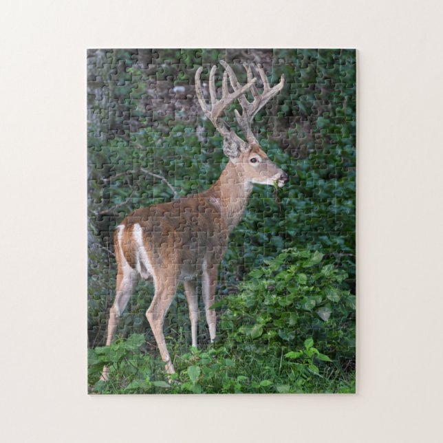 Quebra-cabeça Troféu Whitetail Deer Buck Em Velvet (Vertical)