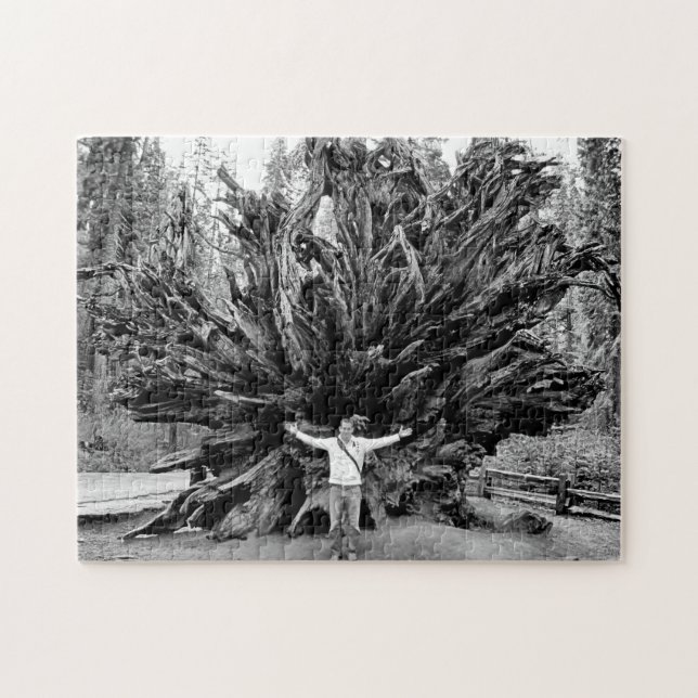 Quebra-cabeça Tronco de árvore Sequioa de ângulo largo - 11x14 - (Horizontal)