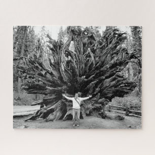 Quebra-cabeça Tronco de árvore Sequioa de ângulo largo - 16x20 -