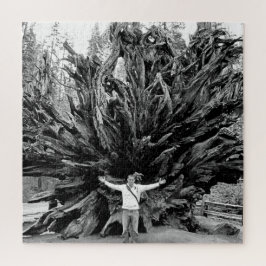 Quebra-cabeça Tronco de árvore Sequioa de ângulo largo - 20x20 -