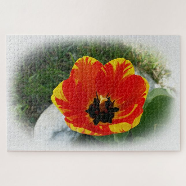 Quebra-cabeça tulipa amarela vermelha (Horizontal)