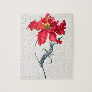 Quebra-cabeça Tulipa: Vermelho de Perroquet