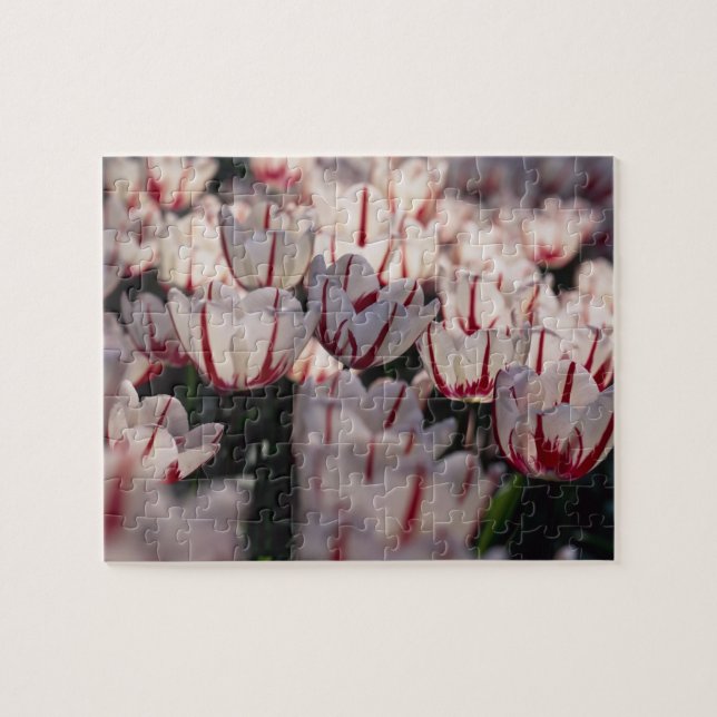 Quebra-cabeça Tulipas (Horizontal)