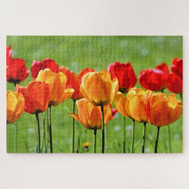 Quebra-cabeça Tulipas Amarelas e Vermelhas (Horizontal)