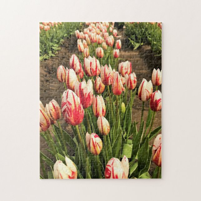 Quebra-cabeça Tulipas Feliz Geração (Vertical)