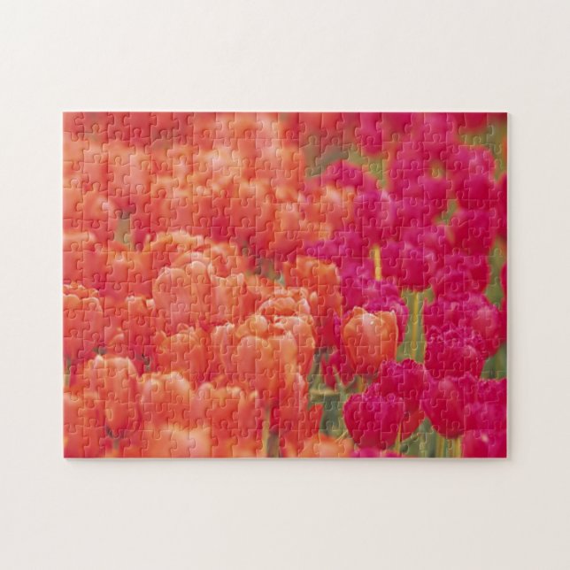 Quebra-cabeça Tulipas laranja e rosa (Horizontal)