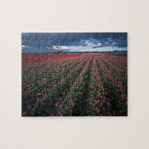 Quebra-cabeça Tulipas rosa brilhante e vermelho brilham sob o es