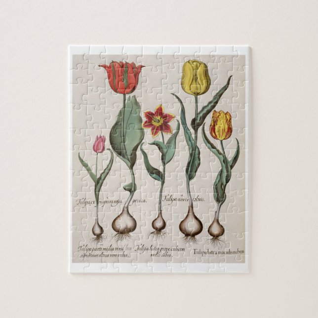 Quebra-cabeça Tulipas: rubens dos maculis do lutea 1.Tulipa; au (Vertical)