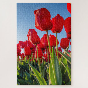 Quebra-cabeça Tulipas Vermelhas no Bloom