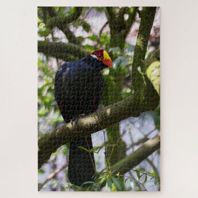 Quebra-cabeça Turaco-de-lady-ross (Vertical)