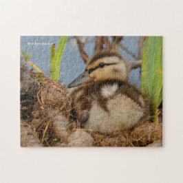 Quebra-cabeça Um Batido de Mallard Bonito e Precoce