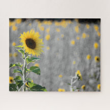 Um Campo de Girassóis em Preto e Branco