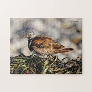 Quebra-cabeça Um Pássaro Curto Ruddy Turnstone
