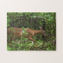 Um Stroll através das madeiras