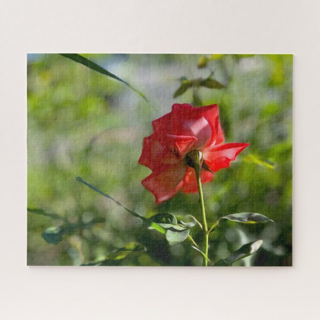 Quebra-cabeça Uma rosa vermelha (Horizontal)