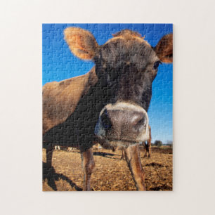 Quebra-cabeça Uma vaca Jersey curiosa