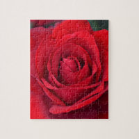 Única rosa vermelha na flor completa