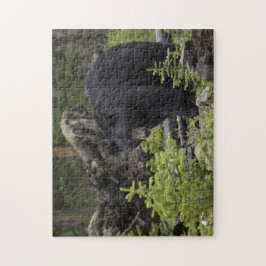 Quebra-cabeça Urso Negro na Floresta