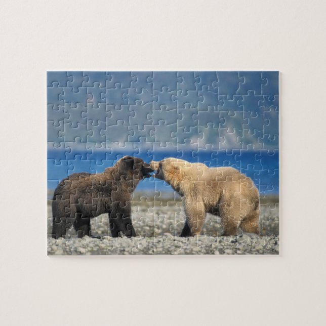 Quebra-cabeça Urso pardo, urso cinzento, brincar na praia, (Horizontal)
