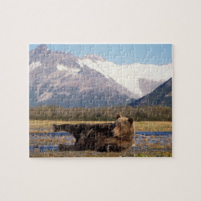 Quebra-cabeça Urso pardo, urso cinzento esticando-se de costas (Horizontal)