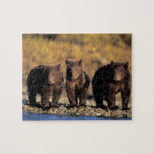 Quebra-cabeça Urso pardo, urso marrom, filhotes, Katmai National