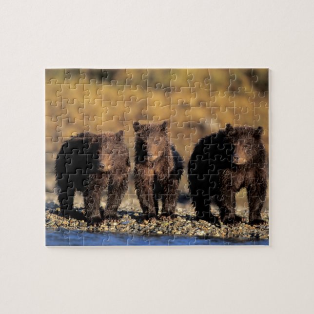 Quebra-cabeça Urso pardo, urso marrom, filhotes, Katmai National (Horizontal)