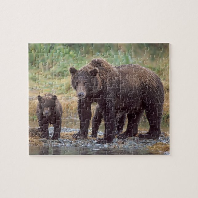 Quebra-cabeça urso pardo, Ursus arctos, urso cinzento, Ursus 3 (Horizontal)