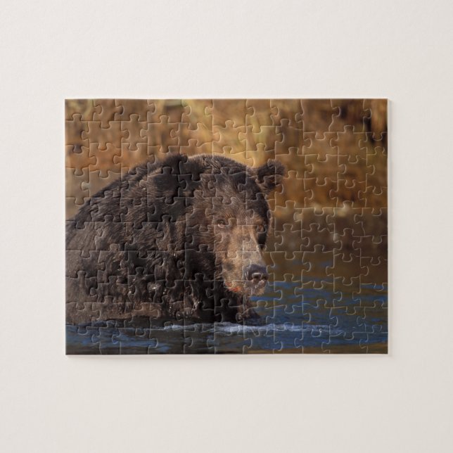 Quebra-cabeça urso pardo, Ursus arctos, urso cinzento, Ursus 5 (Horizontal)