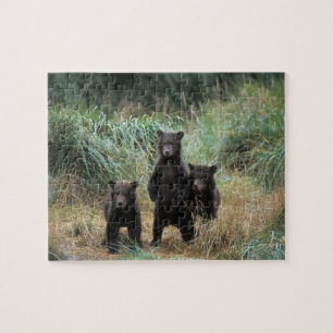 Quebra-cabeça urso pardo, Ursus arctos, urso cinzento, Ursus 7