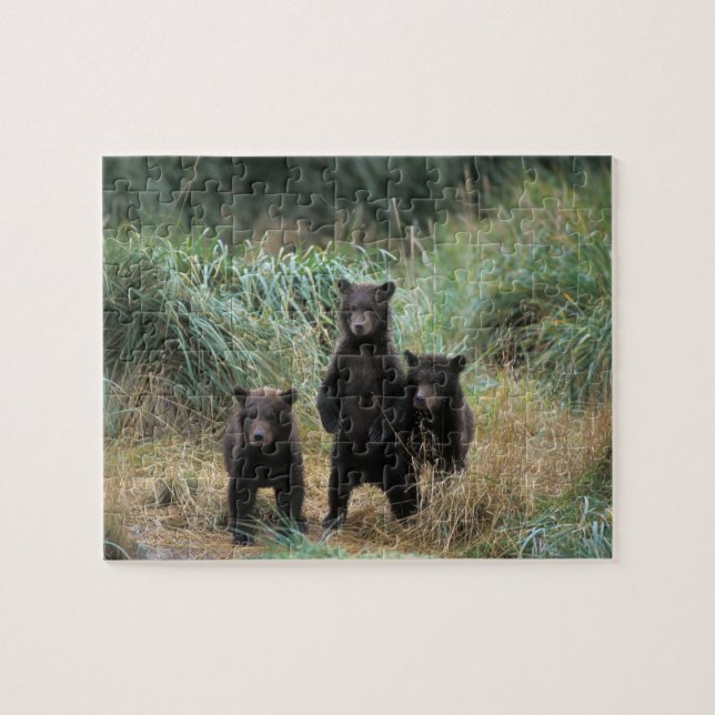 Quebra-cabeça urso pardo, Ursus arctos, urso cinzento, Ursus 7 (Horizontal)