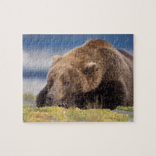 Quebra-cabeça urso pardo, Ursus arctos, urso cinzento, Ursus 8 (Horizontal)