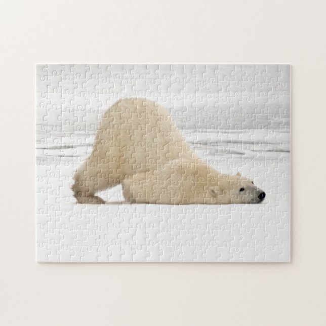 Quebra-cabeça Urso polar coçando-se na tundra congelada (Horizontal)