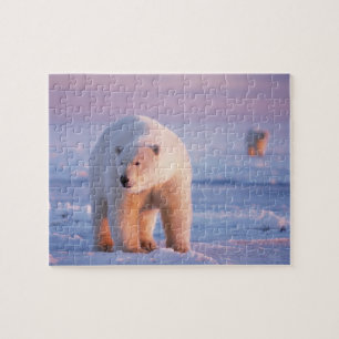 Quebra-cabeça urso polar, Ursus maritimus
