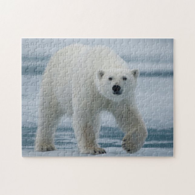 Quebra-cabeça Urso Polar, Ursus Maritimus, Adulto (Horizontal)