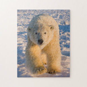 Quebra-cabeça urso polar, Ursus maritimus, urso polar no gelo