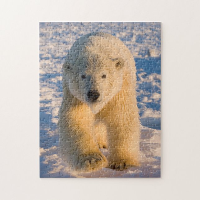 Quebra-cabeça urso polar, Ursus maritimus, urso polar no gelo (Vertical)