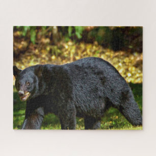 Quebra-cabeça Urso Preto Selvagem.
