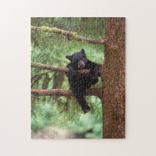 Quebra-cabeça urso preto, Ursus americanus, filhote em uma árvor (Vertical)