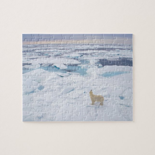 Quebra-cabeça Urso Quebra-cabeça-Polar Selvagem (Horizontal)