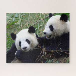 Quebra-cabeça Ursos-Panda Gigantes Comendo Bambu e Jogando quebr