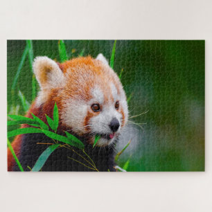 Quebra-cabeça Ursos Panda Vermelhos.