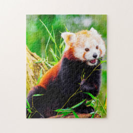 Quebra-cabeça Ursos Panda Vermelhos.