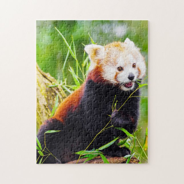 Quebra-cabeça Ursos Panda Vermelhos. (Vertical)