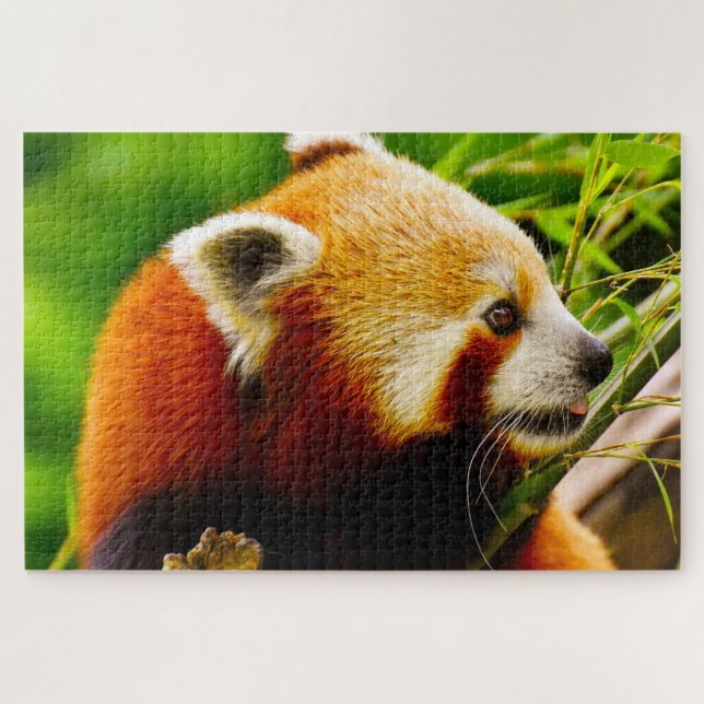 Quebra-cabeça Ursos Panda Vermelhos. (Horizontal)